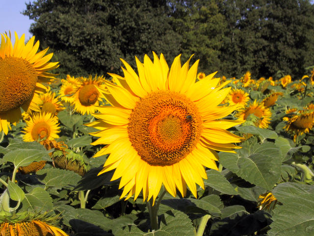 Sunflower + Bee!