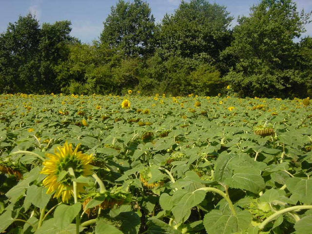 Heading West, sunflowers