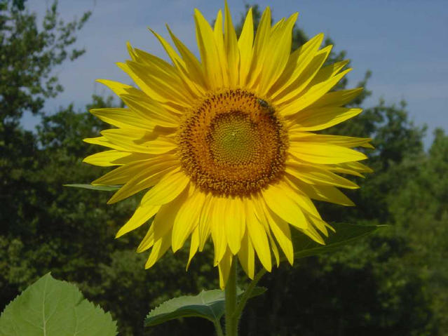 Sunflower