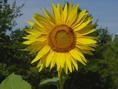 #7: Sunflower