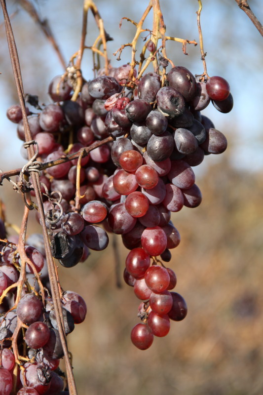 CP grapes