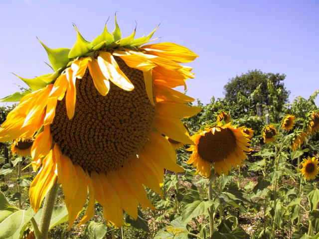 Some sunflowers