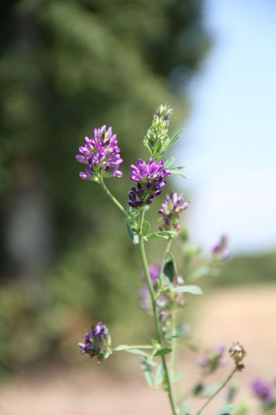 Alfalfa