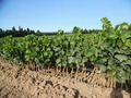 #6: Vine nursery stocks? in nearby field 