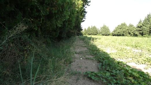 #1: View to the CP 44N 5E at a distance of 50 m from WSW