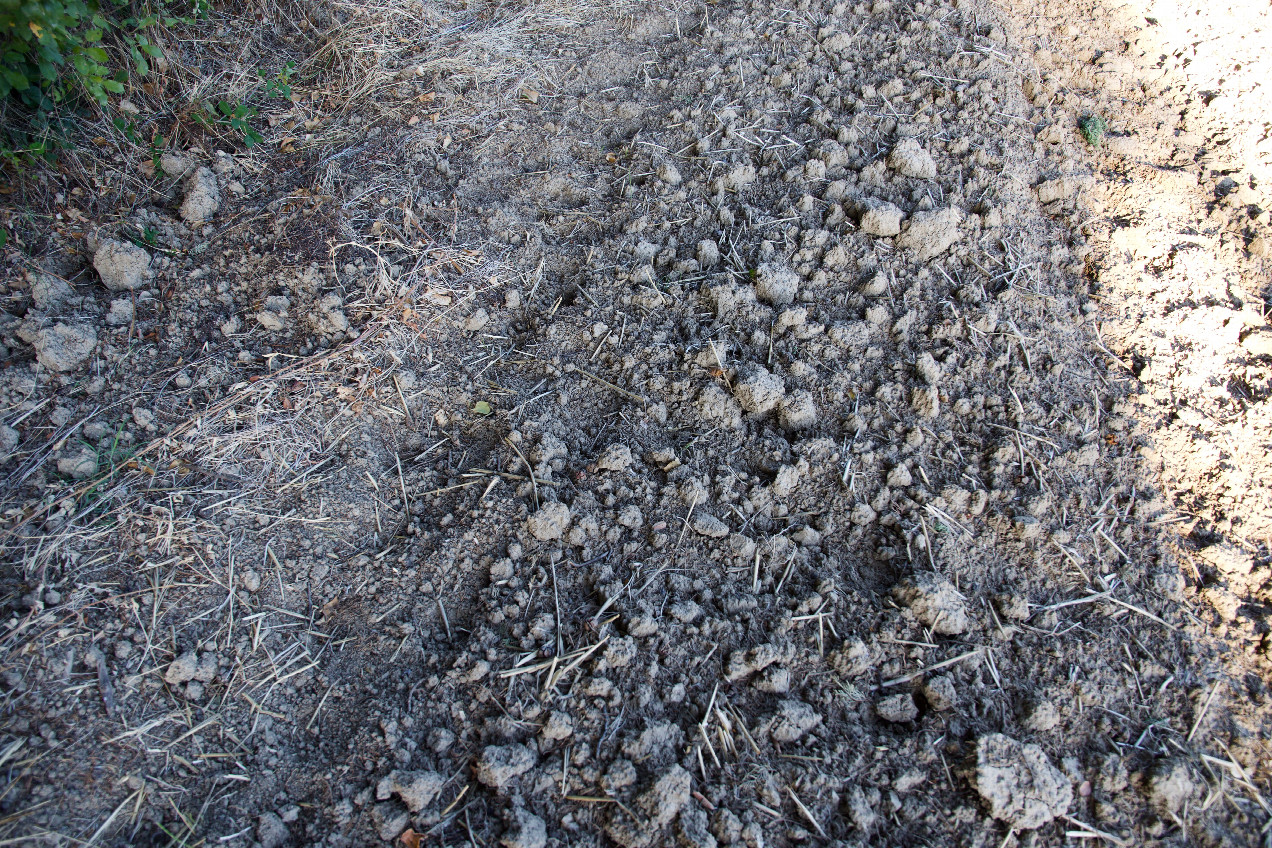 Ground cover at the confluence point