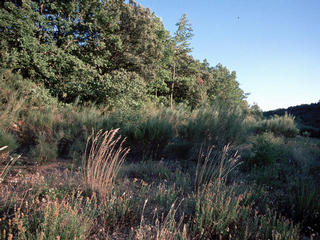 #1: View on the confluence point in the scrub