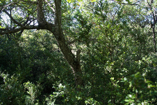 #1: The confluence point lies in thick scrub, on a hillside next to a farm field.   (This is also a view to the West, towards the field.)