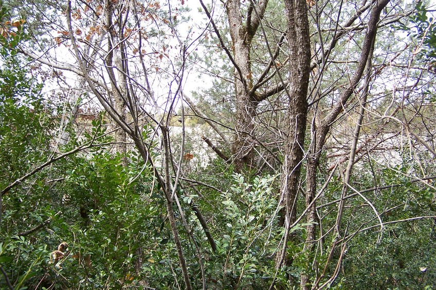 General view of the confluence (towards N)