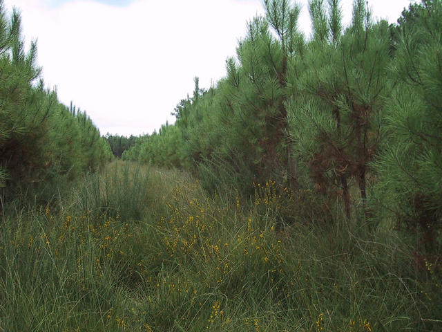 view south from the confluence