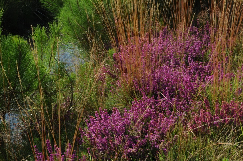 Plants in the area