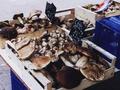 #9: Mushrooms at the market