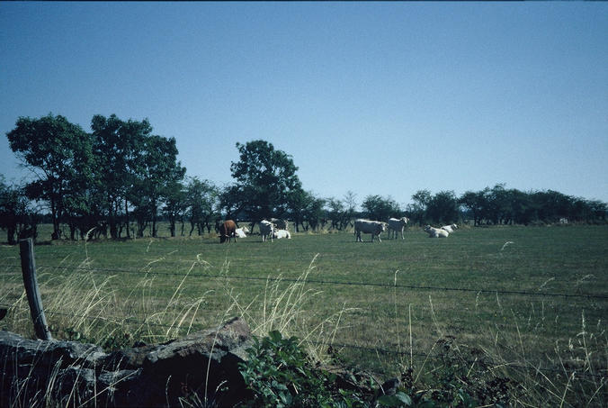 the "owners" of the confluence point ... bulls that live near and at the confluence point.