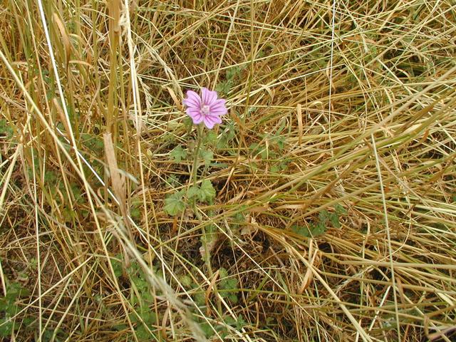 Flower of confluence