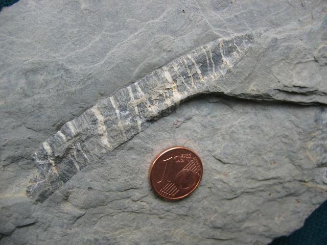 Truncated belemnite in limestone