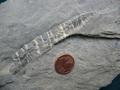 #10: Truncated belemnite in limestone