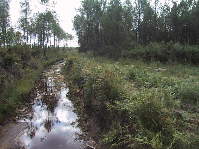 This is how you start walking along the brook