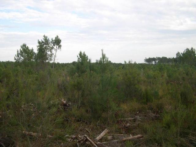 Looking East (the felling area)