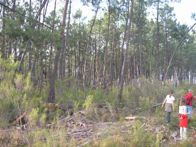 The point and behind the forest full of fallen trunks