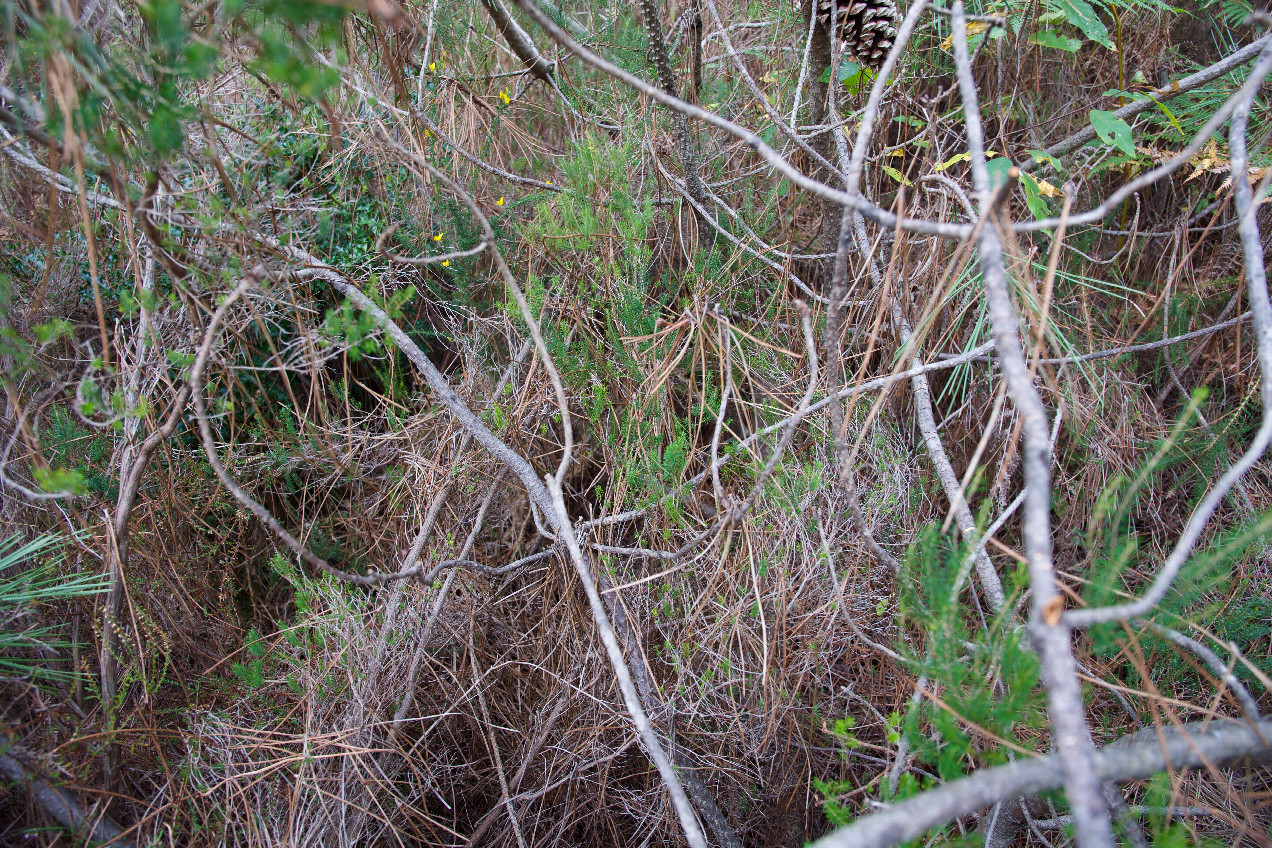 Ground cover at the confluence point