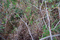 #5: Ground cover at the confluence point