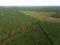 #9: View East, from 120m above the point