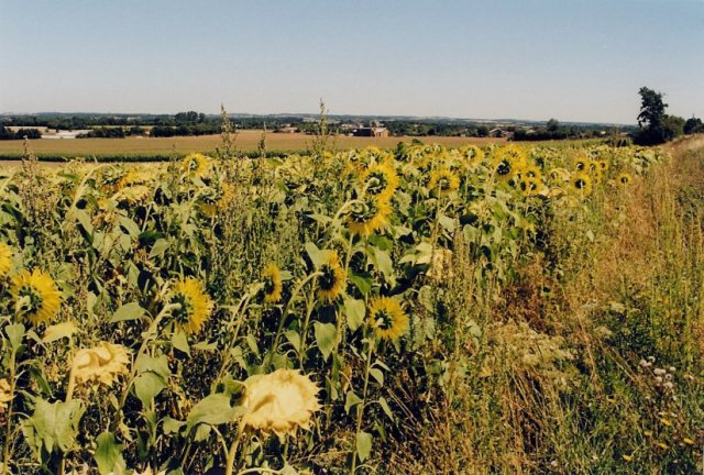 This is what the countryside looks like, when you can avoid the cornfields.