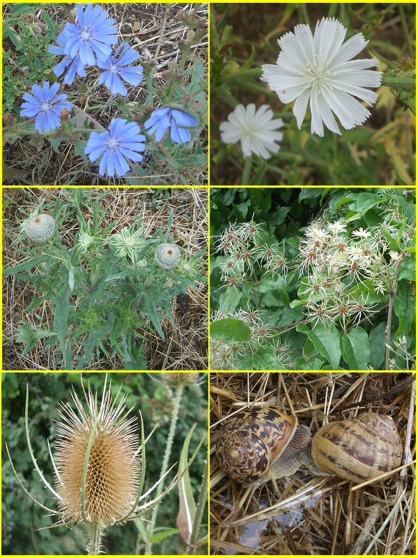 Flowers and Snails