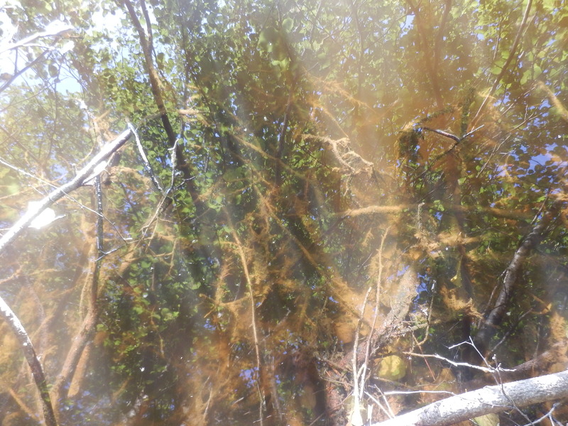 Ground Zero to Water Surface with Mirrored Trees