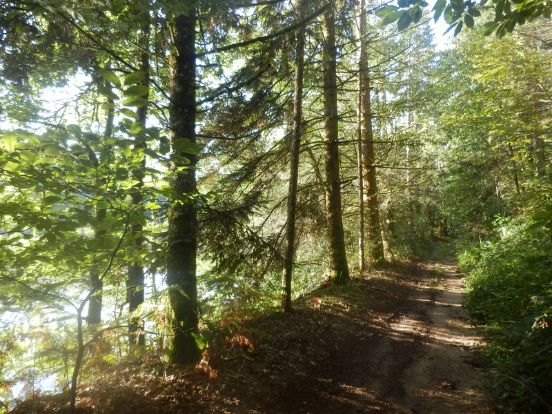 The Nearby Forest Track