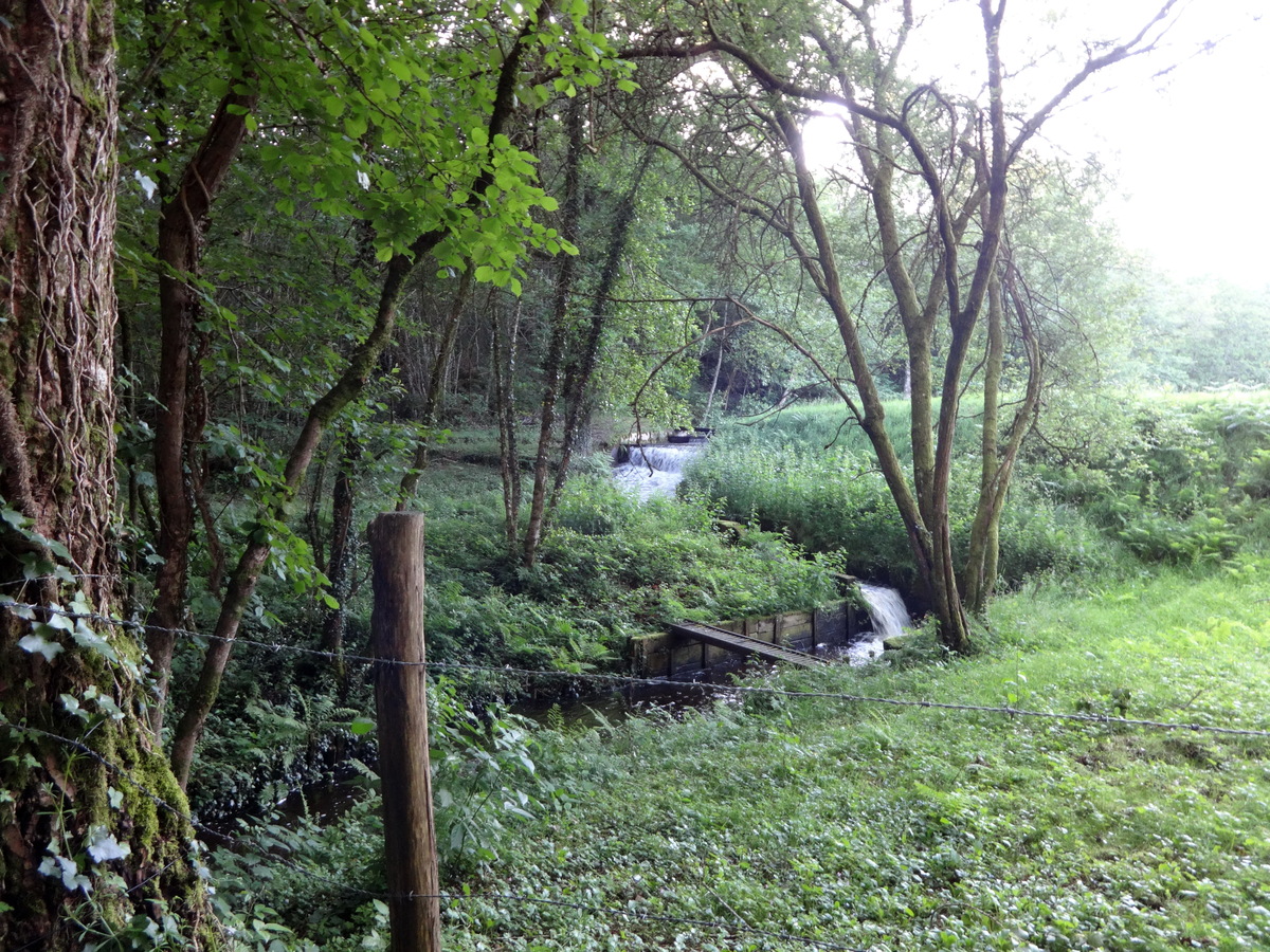 Stream in 240 m from CP / Ручей в 240 m