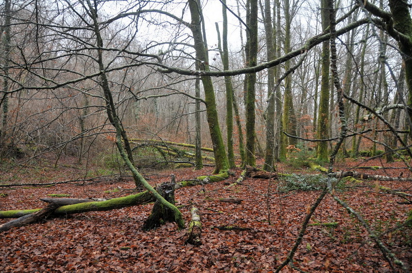 View north / Blick nach Norden