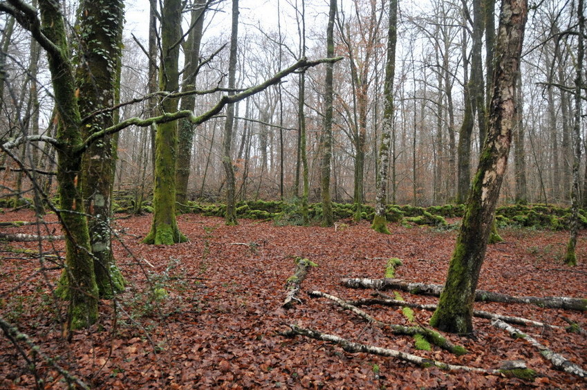 View west / Blick nach Westen