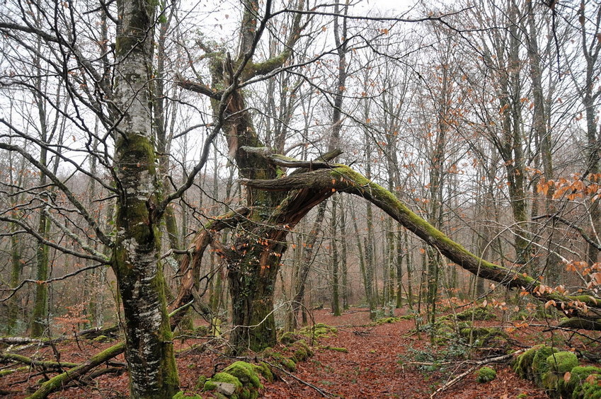 The "magic forrest" / Der "Märchenwald"