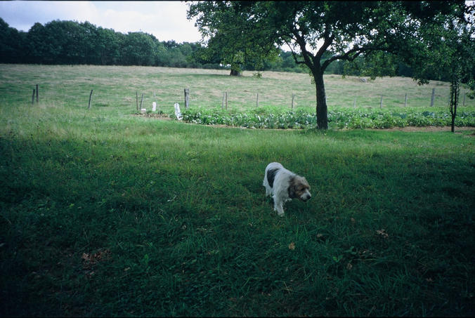 the watchdog of the confluence point, just behind the fence