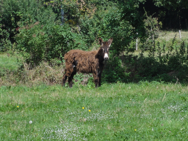 Hairy Donkey