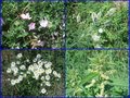 #8: Flowers