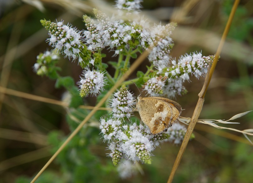 I saw several of these butterflies while visiting this point