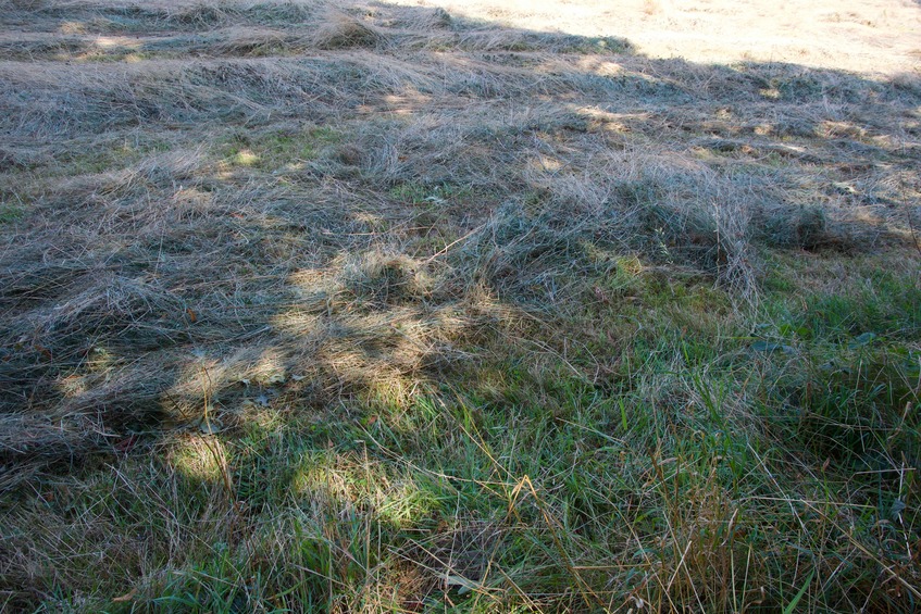 The confluence point lies on the edge of an open field