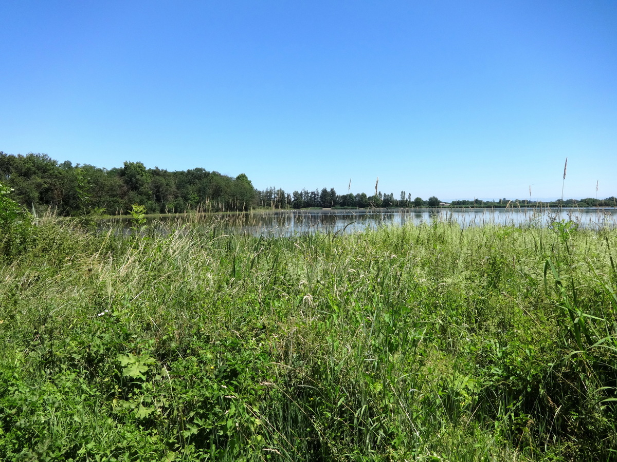 A pond (or a lake) with swans