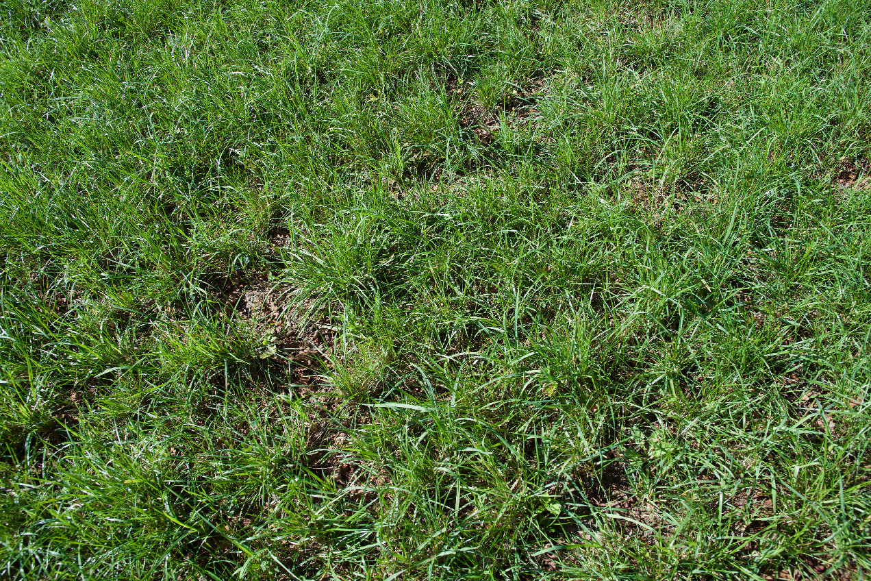 Ground cover at the confluence point