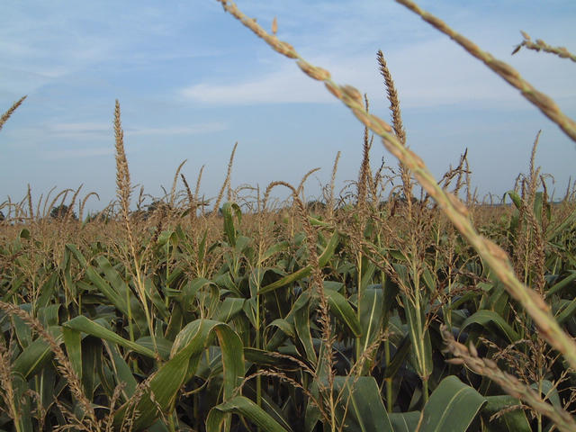 View to the east: corn