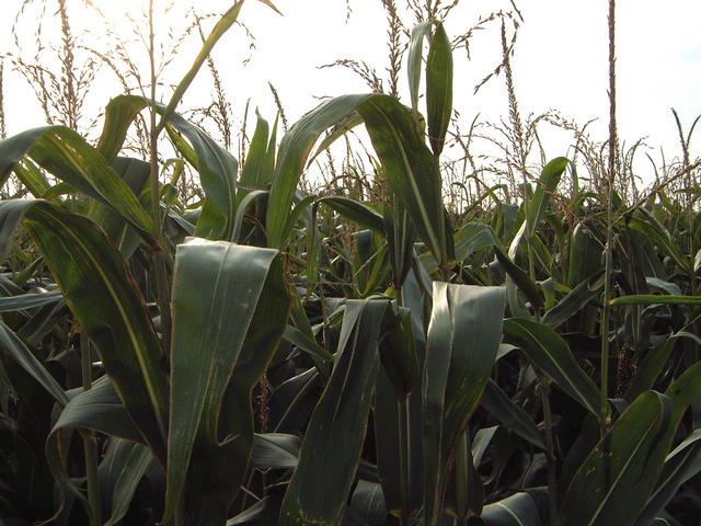 View to the west: more corn