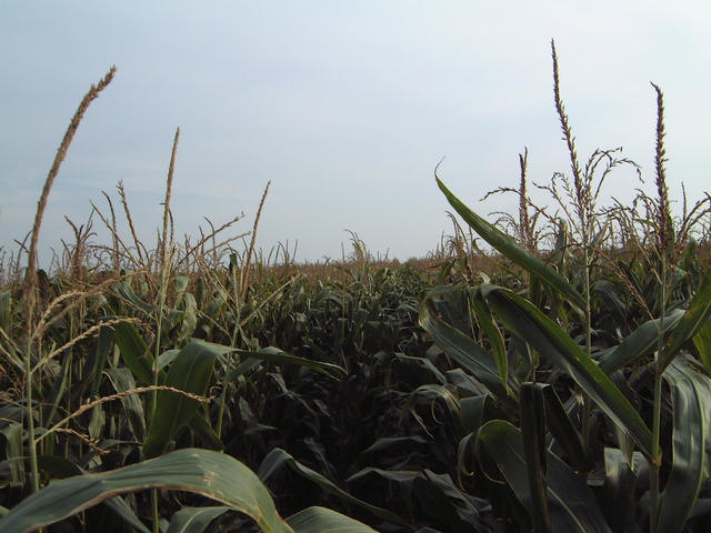 View to the south: even more corn