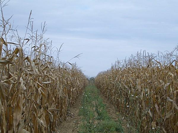 View to the North into the irrigation lane