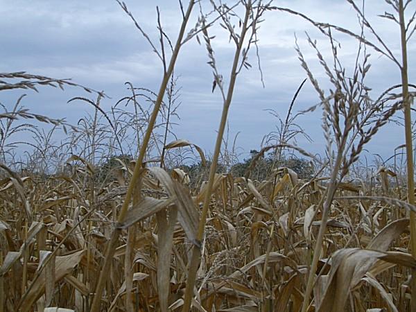 View to the East, overlooking the corn