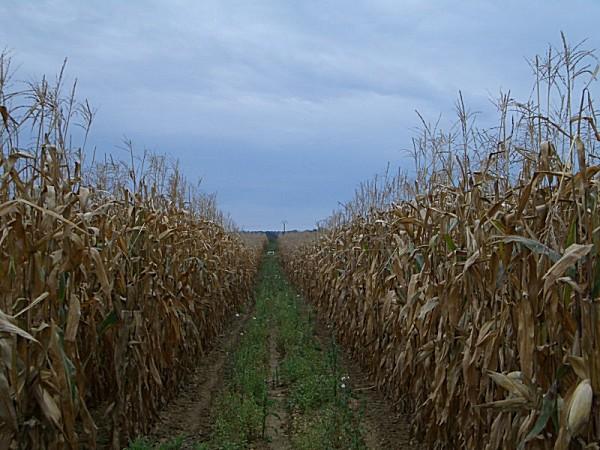 View to the South, with piled irrigation pipes at a distance