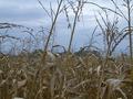 #3: View to the East, overlooking the corn