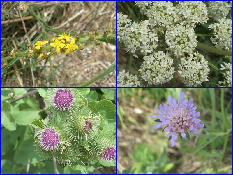 Collection of flowers