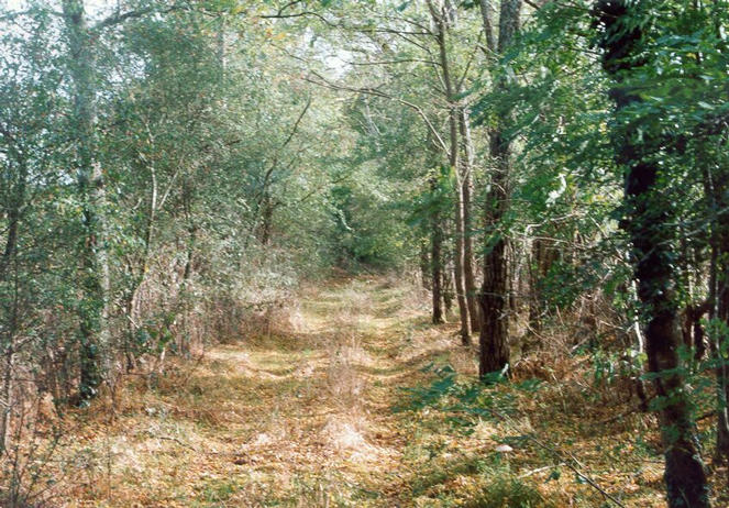 The narrow lane leading towards the confluence.